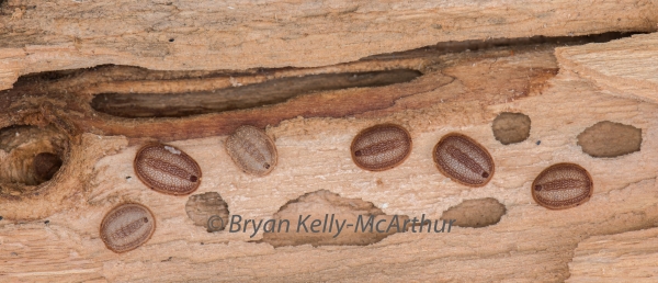 Photo of Microdon tristis by Bryan Kelly-McArthur